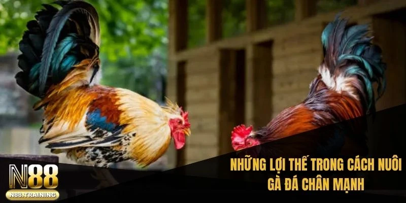Những lợi thế trong cách nuôi gà đá chân mạnh