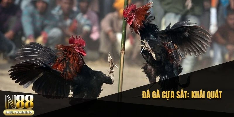 Đá Gà Cựa Sắt – Bí Quyết Chinh Phục Sân Chơi Giải Trí 1 Đá gà cựa sắt và khái quát